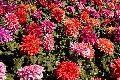 像素风经营模拟游戏《龙之酿造》登陆Steam平台 预定2026年推出